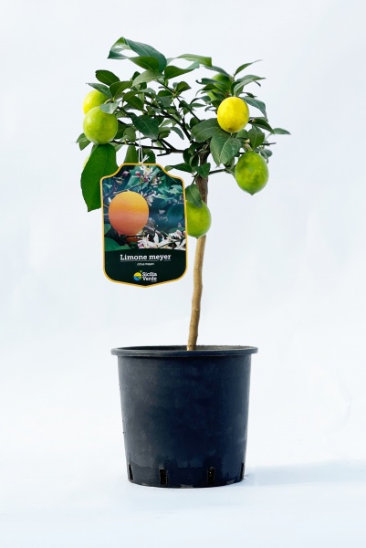 Citrus Lemon Meyer 70/90cm x D20