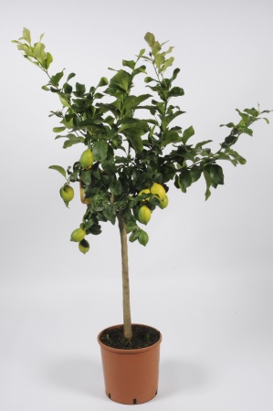 Citrus Lemon Tige 100/120cm x D24