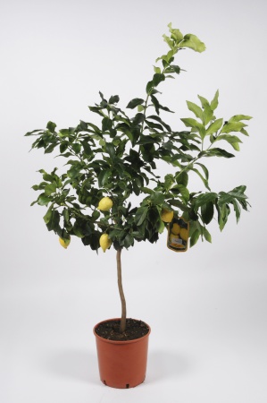 Citrus Lemon Tige 130cm x D28