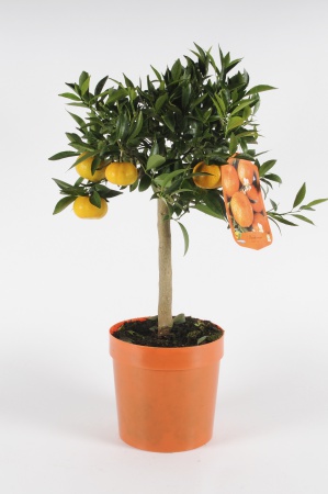 Citrus Mandarinier 70/90cm x D20