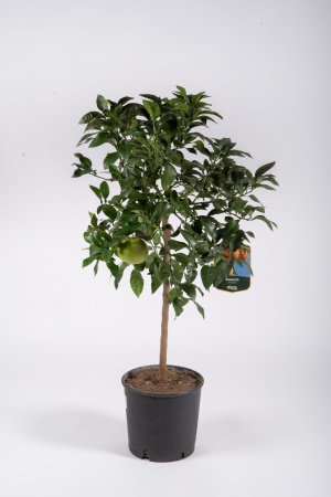 Citrus Sinensis Orange 130cm x D28