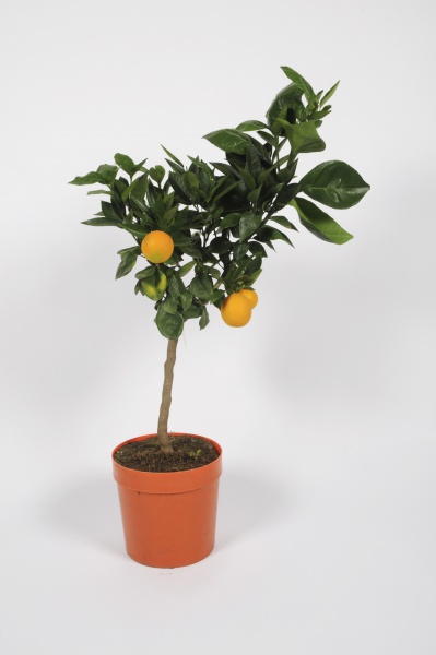 Citrus Sinensis Orange 70/90cm x D20