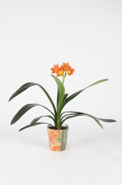 Clivia Miniata 50cm x D13