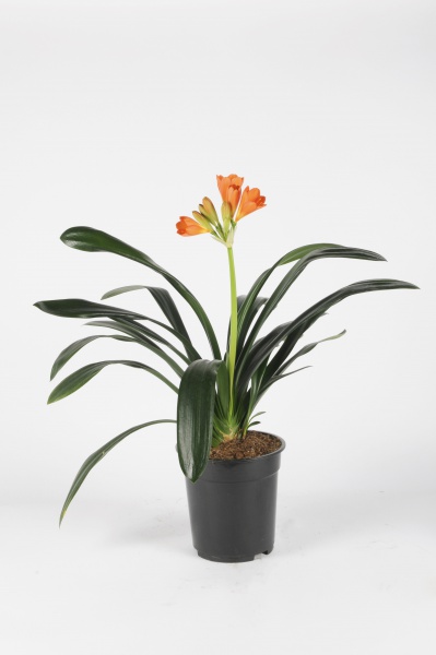 Clivia Miniata 60cm x D21