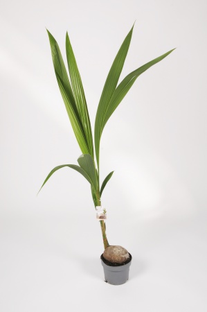 Cocos Nucifera 150cm x D19