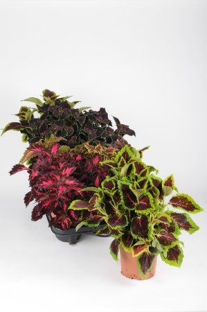 Coleus 22cm x D10,5