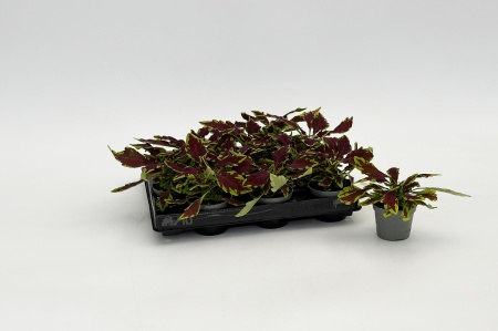 Coleus Blumei Hybrid 14cm x D6