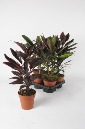 Cordyline 55cm x D13