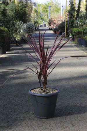 Cordyline Australis Cherry Sensation 70L x 10L