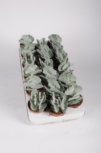 Cotyledon Undulata 15cm x D9