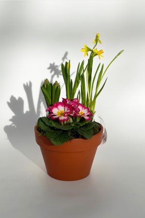 Coupe Terre Narcisse Primevère Jacinthe 30cm x D16