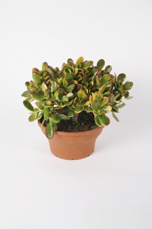 Crassula Mixte 35cm x D24