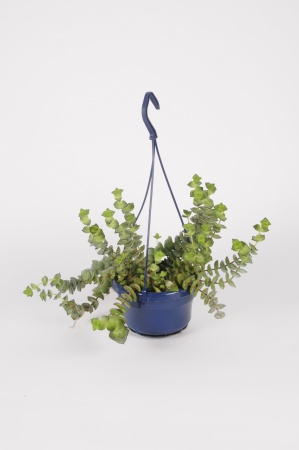 Crassula Perforata Suspension 40cm x D14