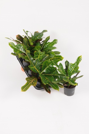 Croton Excellent 35cm x D13