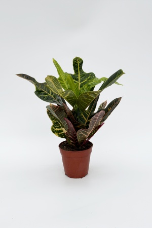 Croton Excellent 50cm x D12