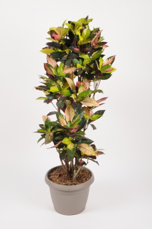 Croton Iceton 135cm x D30