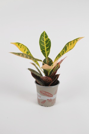 CROTON Petra 35cm-D13