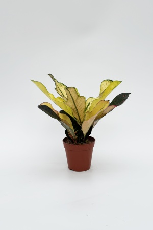 Croton Wilma 50cm x D12