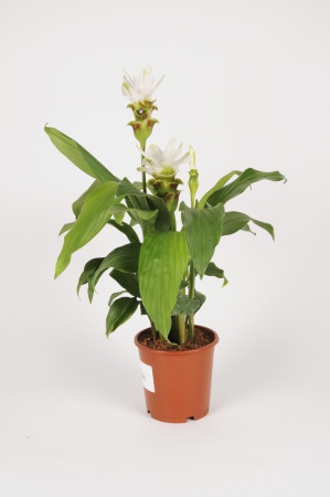 Cucurma Siam Stardust 60cm x D15