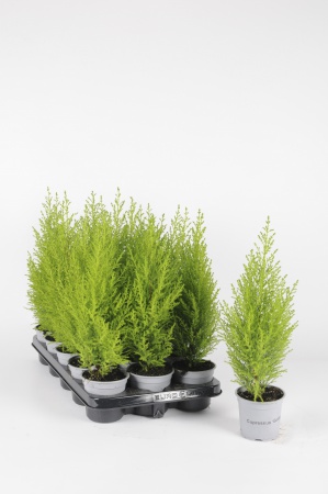 Cupressus Goldcrest Wilma 45cm x D10,5