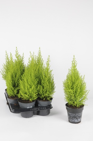 Cupressus Goldcrest Wilma 55cm x D13