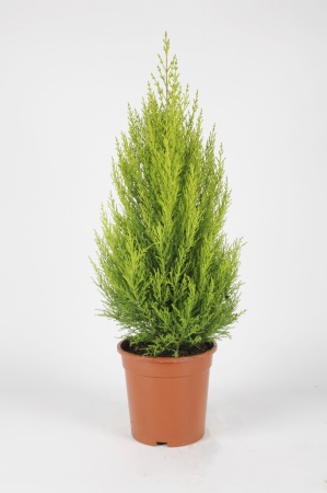 Cupressus Goldcrest Wilma 55cm x D17