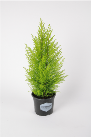 CUPRESSUS GOLDCREST WILMA 60cm x D17