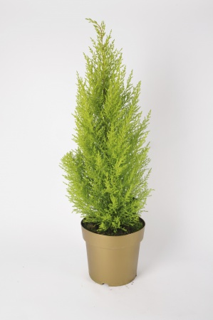 CUPRESSUS GOLDCREST WILMA 90cm x D23