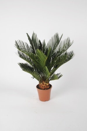 Cycas Revoluta 50cm x D12