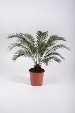 Cycas Revoluta 70cm x D24