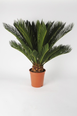 Cycas Revoluta 80cm x D21