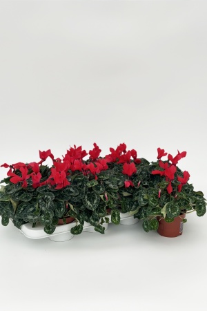 Cyclamen Allure 25cm x D10