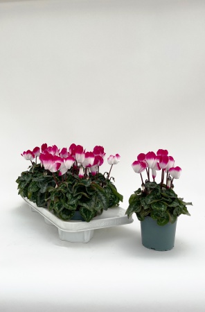 Cyclamen Midi Indiaka 29cm x D12