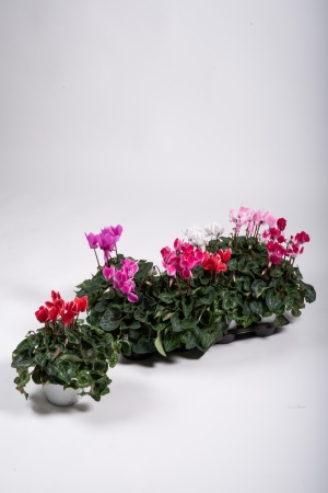 Cyclamen Mixte 25cm x D12