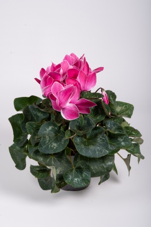 Cyclamen Mixte 35cm x D15