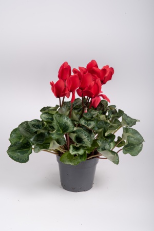 Cyclamen Mixte 35cm x D15