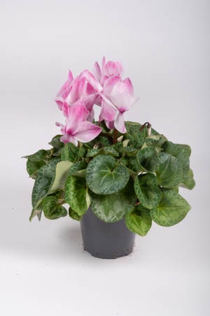 Cyclamen Mixte 35cm x D15