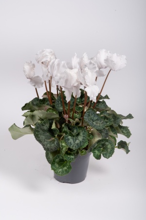 Cyclamen Mixte 35cm x D15