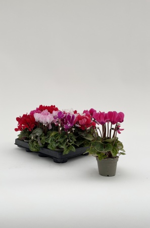 Cyclamen Persicum 14cm x D6