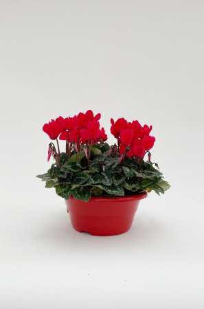 Cyclamen Super Serie Allure 29cm x D23