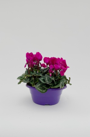 Cyclamen Super Serie Allure 29cm x D23