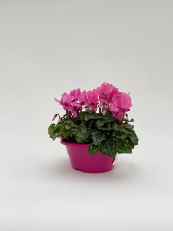 Cyclamen Super Serie Allure 29cm x D23