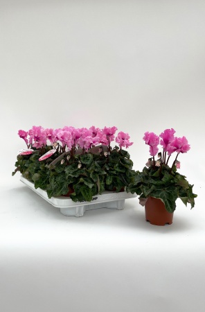 Cyclamen Super Serie Merengue 29cm x D10