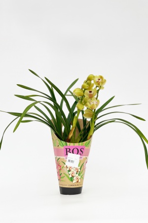 Cymbidium Anna 50cm x D12