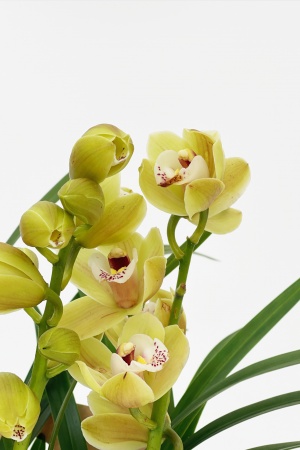 Cymbidium Anna 50cm x D12