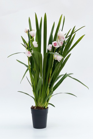 Cymbidium Anniversary 70cm x D14