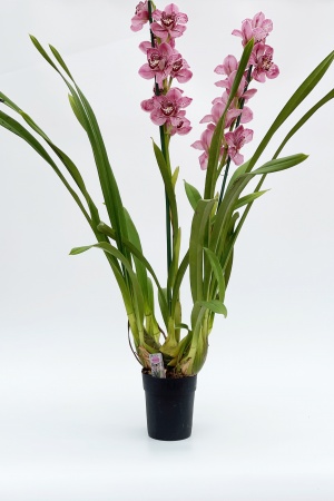 Cymbidium Formby 70cm x D14