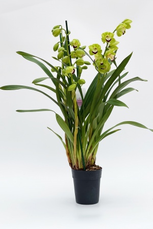 Cymbidium Jade 70cm x D14