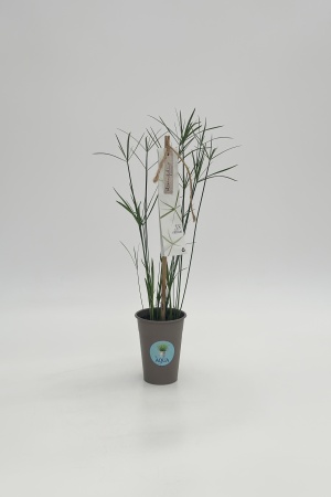 Cyperus Alternfolius 45cm x D9