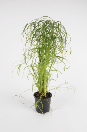 CYPERUS Alternifilius 55cm-D14